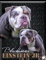 Iris , a female Olde English Bulldogge for sale in Ocala, FL – Photo 8 of 10