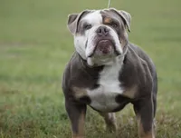 Iris , a female Olde English Bulldogge for sale in Ocala, FL – Photo 9 of 10