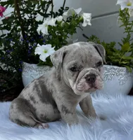 Iris , a female Olde English Bulldogge for sale in Ocala, FL – Photo 4 of 10