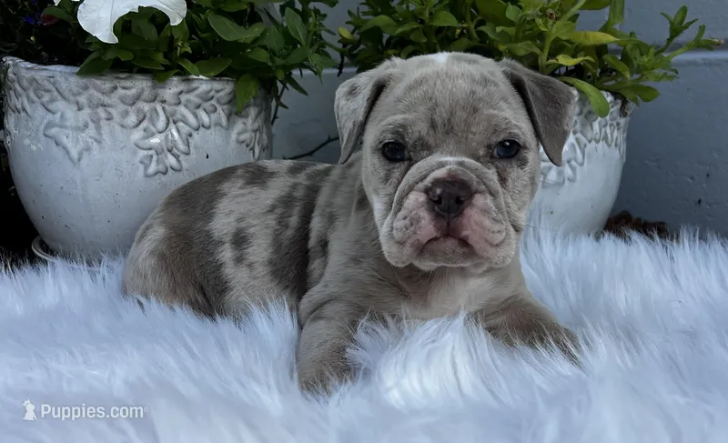Iris  – Olde English Bulldogge puppy for sale in Ocala, FL