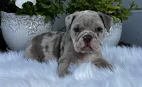 Iris , a female Olde English Bulldogge for sale in Ocala, FL – Photo 1 of 10
