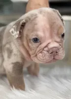 Amber , a female Olde English Bulldogge for sale in Ocala, FL – 5 of 8