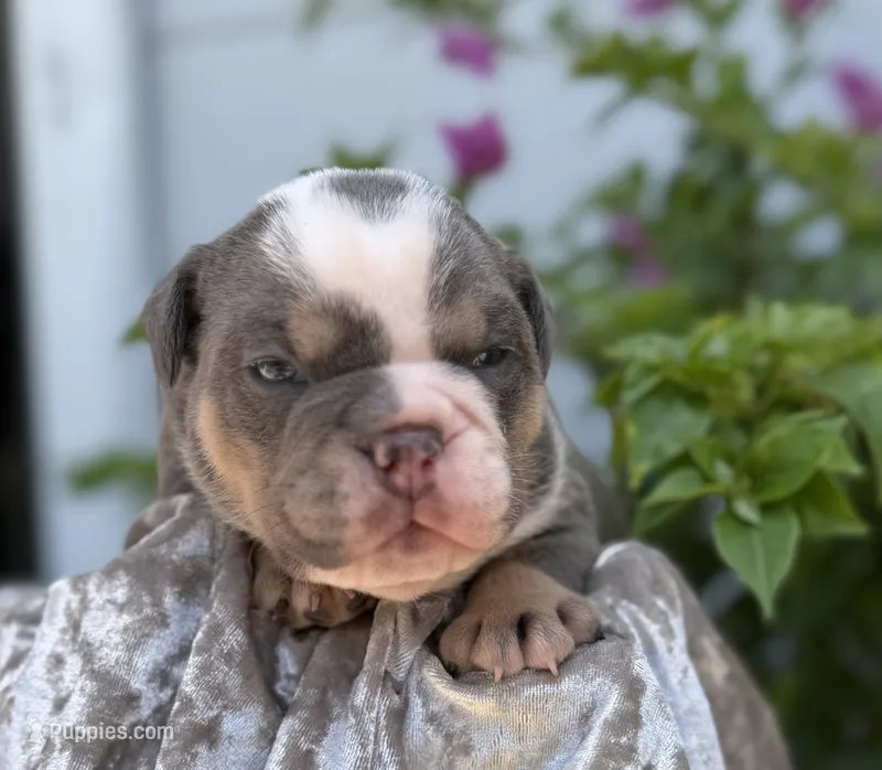 Travis  – Olde English Bulldogge puppy for sale in Ocala, FL