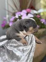 Travis , a male Olde English Bulldogge for sale in Ocala, FL – 4 of 10