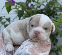Valerie , a female Olde English Bulldogge for sale in Ocala, FL – 3 of 9