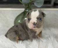 Tony , a male English Bulldog for sale in Dunnellon, FL – 2 of 9