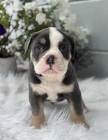 Tody , a male Olde English Bulldogge for sale in Ocala, FL – 3 of 10
