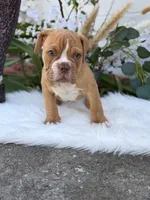 Mason , a male Olde English Bulldogge for sale in Dunnellon, FL – 3 of 10