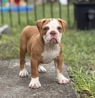 Sara , a female Olde English Bulldogge for sale in Dunnellon, FL – 8 of 10