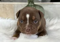 BRICE , a male Olde English Bulldogge for sale in Dunnellon, FL – 3 of 10
