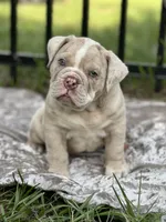 Amadeus , a male Olde English Bulldogge for sale in Ocala, FL – 4 of 8