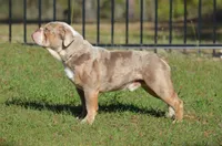 Tody , a male Olde English Bulldogge for sale in Ocala, FL – 6 of 10