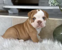 Sara , a female Olde English Bulldogge for sale in Dunnellon, FL – 5 of 10