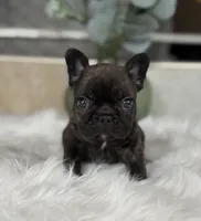 Tory , a male French Bulldog for sale in Ocala, FL – 4 of 10