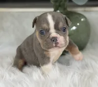 Penelope, a female English Bulldog for sale in Dunnellon, FL – 4 of 10
