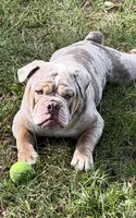 Tody , a male Olde English Bulldogge for sale in Ocala, FL – 9 of 10