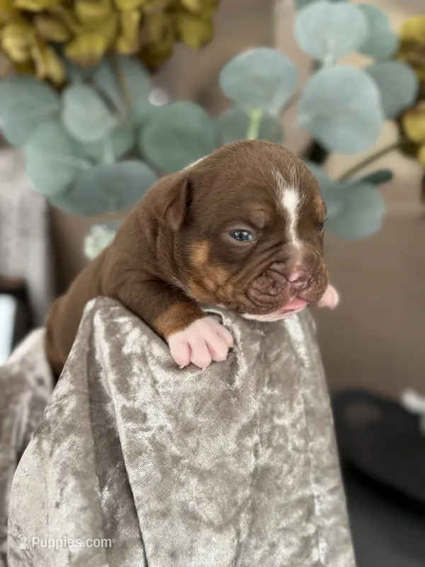 BRICE  – Olde English Bulldogge puppy for sale in Ocala, FL