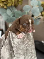 BRICE , a male Olde English Bulldogge for sale in Ocala, FL – 1 of 9