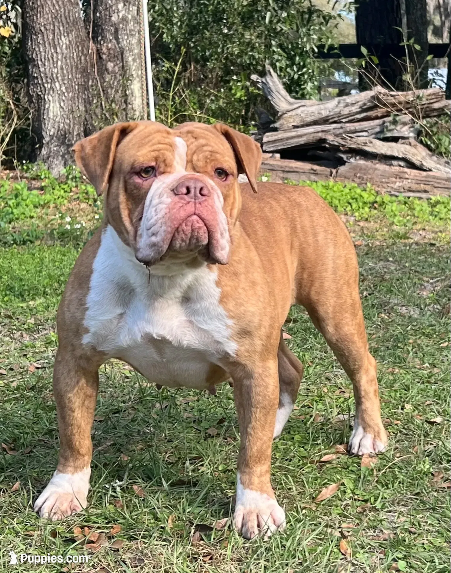 Mason , a male Olde English Bulldogge for sale in Dunnellon, FL – 7 of 10