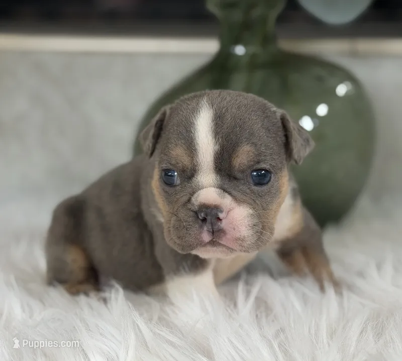 Penelope – English Bulldog puppy for sale in Dunnellon, FL