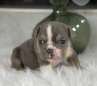 Penelope, a female English Bulldog for sale in Dunnellon, FL – 1 of 10