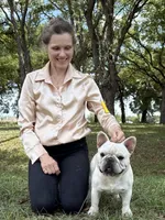 Tory , a male French Bulldog for sale in Ocala, FL – 5 of 10