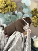 Linsey , a female Olde English Bulldogge for sale in Ocala, FL – 2 of 9