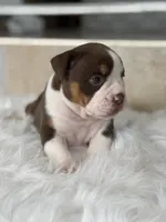 Laura , a female Olde English Bulldogge for sale in Dunnellon, FL – 8 of 10