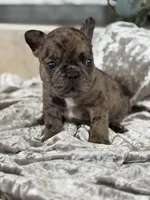 Travis , a male French Bulldog for sale in Ocala, FL – 5 of 10