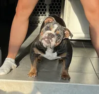 Penelope, a female English Bulldog for sale in Dunnellon, FL – 8 of 10