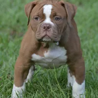 Thrya , a female Olde English Bulldogge for sale in Ocala, FL – Photo 3 of 7