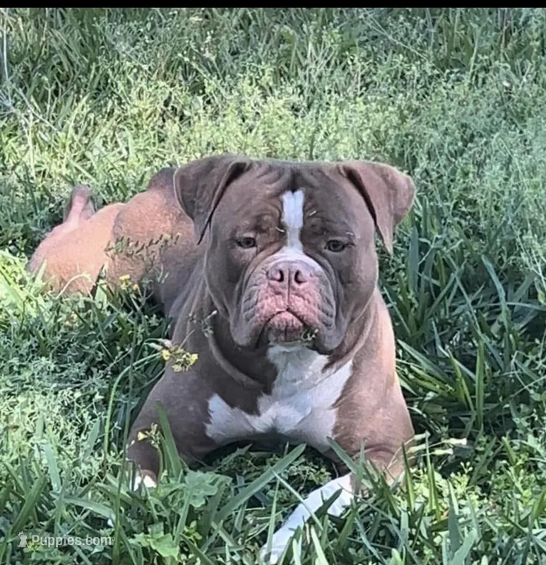 Thrya , a female Olde English Bulldogge for sale in Ocala, FL – Photo 1 of 7