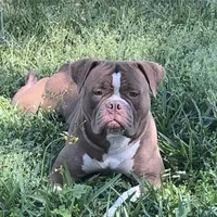 Thrya , a female Olde English Bulldogge for sale in Ocala, FL – Photo 1 of 7