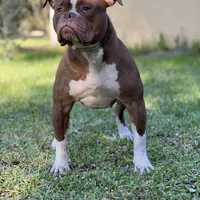 Thrya , a female Olde English Bulldogge for sale in Ocala, FL – Photo 5 of 7