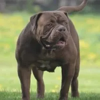 Thrya , a female Olde English Bulldogge for sale in Ocala, FL – Photo 2 of 7