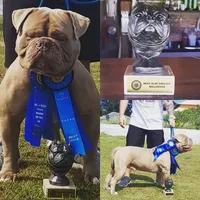 Thrya , a female Olde English Bulldogge for sale in Ocala, FL – Photo 4 of 7