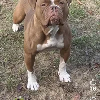 Thrya , a female Olde English Bulldogge for sale in Ocala, FL – Photo 7 of 7