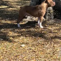 Thrya , a female Olde English Bulldogge for sale in Ocala, FL – Photo 6 of 7