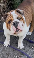 Jasper , a male English Bulldog for sale in Dunnellon, FL – 9 of 9