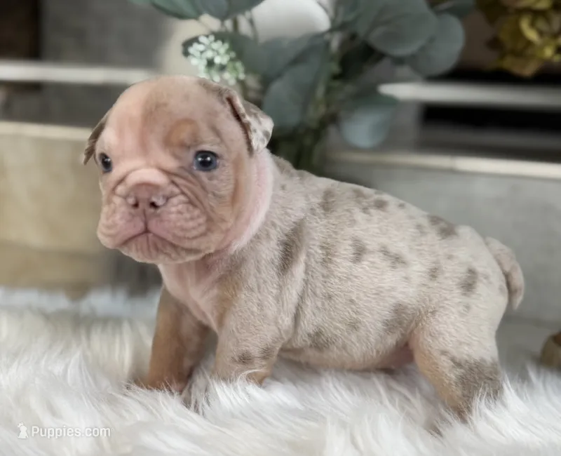 Amber  – Olde English Bulldogge puppy for sale in Ocala, FL