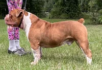 BRICE , a male Olde English Bulldogge for sale in Ocala, FL – 9 of 9