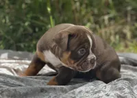 Batman, a male Olde English Bulldogge for sale in Ocala, FL – Photo 3 of 10