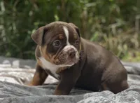 Batman, a male Olde English Bulldogge for sale in Ocala, FL – Photo 2 of 10