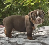 Batman, a male Olde English Bulldogge for sale in Ocala, FL – Photo 5 of 10