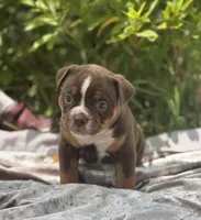 Batman, a male Olde English Bulldogge for sale in Ocala, FL – Photo 6 of 10