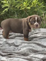 Batman, a male Olde English Bulldogge for sale in Ocala, FL – Photo 8 of 10