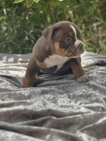 Batman, a male Olde English Bulldogge for sale in Ocala, FL – Photo 1 of 10