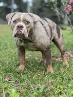 Batman, a male Olde English Bulldogge for sale in Ocala, FL – Photo 10 of 10