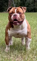 Batman, a male Olde English Bulldogge for sale in Ocala, FL – Photo 9 of 10