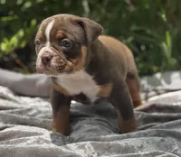 Batman, a male Olde English Bulldogge for sale in Ocala, FL – Photo 4 of 10